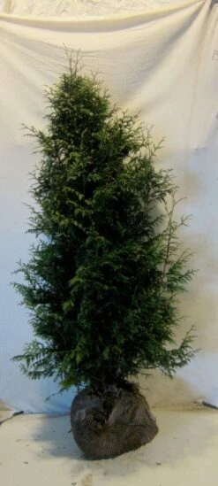 Levensboom (Thuja Plicata 'Gelderland') -PlantenPracht Winkel 20130122154554 8