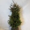 Levensboom (Thuja Plicata 'Gelderland') -PlantenPracht Winkel 20130122154607 8 1