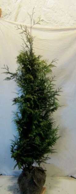 Reuzenlevensboom (Thuja Plicata 'Excelsa') -PlantenPracht Winkel 20130122155321 9