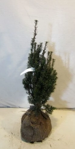 Taxus (Taxus Media 'Hicksii') -PlantenPracht Winkel 20130122162813 12 1