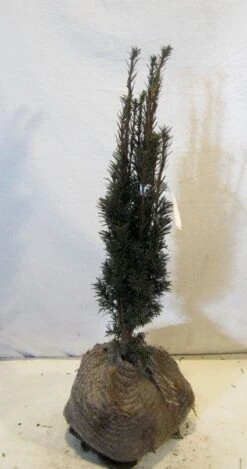 Zuiltaxus (Taxus Baccata 'Fastigiata Robusta') -PlantenPracht Winkel 20130125132756 17 3