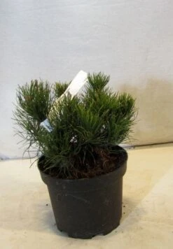 Bergden (Pinus Mugo Mughus) -PlantenPracht Winkel 20130125135845 13 1