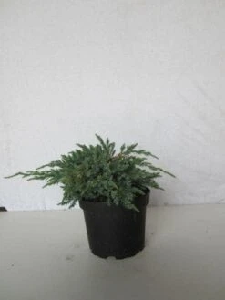 Jeneverbes (Juniperus Squamata 'Blue Carpet') -PlantenPracht Winkel 20130125154733 4 2