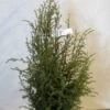 Jeneverbes (Juniperus Communis 'Suecica') -PlantenPracht Winkel 20130125161057 6 1