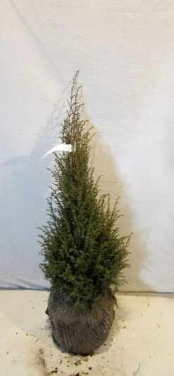 Jeneverbes (Juniperus Communis 'Hibernica') -PlantenPracht Winkel 20130125161445 7