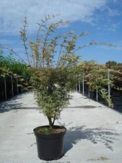 Japanse Esdoorn (Acer Palmatum 'Butterfly') -PlantenPracht Winkel 20130214100424 8 1