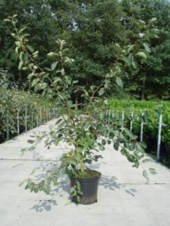 Krentenboom Als Struik (Amelanchier Lamarckii) -PlantenPracht Winkel 20130214100736 13 2