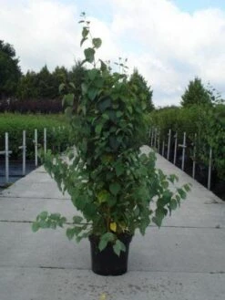 Katsoera Als Struik (Cercidiphyllum Japonicum) -PlantenPracht Winkel 20130214102521 14 7 7