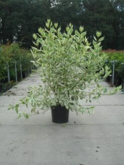 Bonte Kornoelje (Cornus Alba 'Elegantissima') -PlantenPracht Winkel 20130214103242 3 1