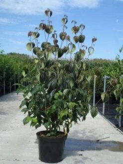 Kornoelje (Cornus Kousa 'China Girl') -PlantenPracht Winkel 20130214104328 8 1