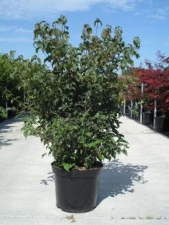 Japanse Kornoelje (Cornus Kousa) -PlantenPracht Winkel 20130214105009 24 12 12 1