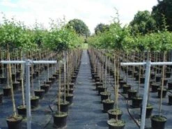 Rode Meidoorn (Crataegus Laevigata 'Paul's Scarlet') -PlantenPracht Winkel 20130214111754 14