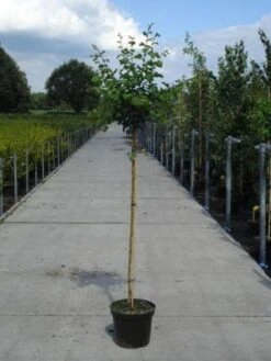 Rode Meidoorn (Crataegus Laevigata 'Paul's Scarlet') 12 Rode Meidoorn (Crataegus Laevigata 'Paul's Scarlet') -PlantenPracht Winkel 20130214111804 14 3