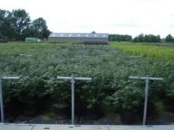 Kardinaalshoed (Euonymus Alatus 'Compactus') 23 Kardinaalshoed (Euonymus Alatus 'Compactus') -PlantenPracht Winkel 20130214112611 12