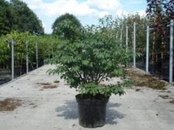 Kardinaalshoed (Euonymus Alatus 'Compactus') 22 Kardinaalshoed (Euonymus Alatus 'Compactus') -PlantenPracht Winkel 20130214112624 12