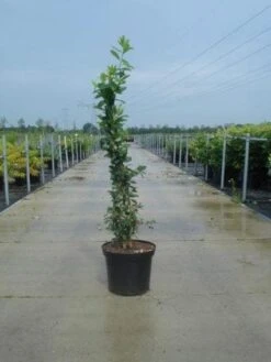 Exochorda (Exochorda Macrantha 'The Bride') -PlantenPracht Winkel 20130214113236 12 6 6
