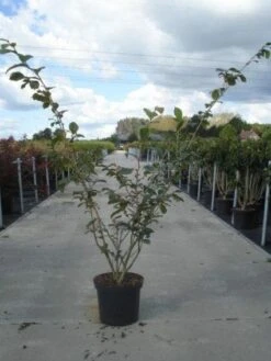 Toverhazelaar (Hamamelis Intermedia 'Jelena') -PlantenPracht Winkel 20130214114339 14 7 7