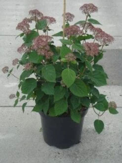 Hortensia (Hydrangea 'Pink Annabelle') -PlantenPracht Winkel 20130214115155 1