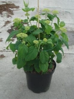 Hortensia (Hydrangea 'Strong Annabelle') -PlantenPracht Winkel 20130214115328 1