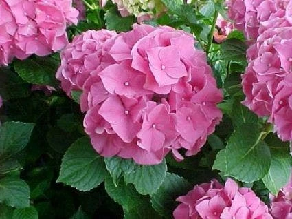 Hortensia Roze (Hydrangea 'Forever&Ever' Pink) 4 Hortensia Roze (Hydrangea 'Forever&Ever' Pink) - Afbeelding 2