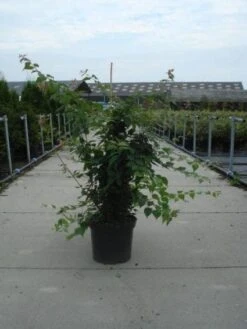 Kolkwitzia (Kolkwitzia Amabilis 'Pink Cloud') 7 Kolkwitzia (Kolkwitzia Amabilis 'Pink Cloud') -PlantenPracht Winkel 20130214134309 10 5 5