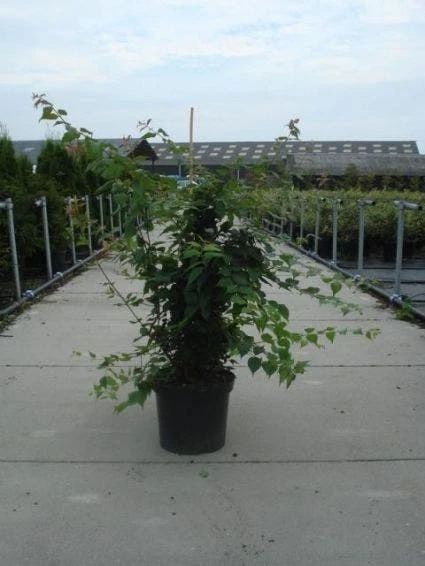 Kolkwitzia (Kolkwitzia Amabilis 'Pink Cloud') 4 Kolkwitzia (Kolkwitzia Amabilis 'Pink Cloud') - Afbeelding 2