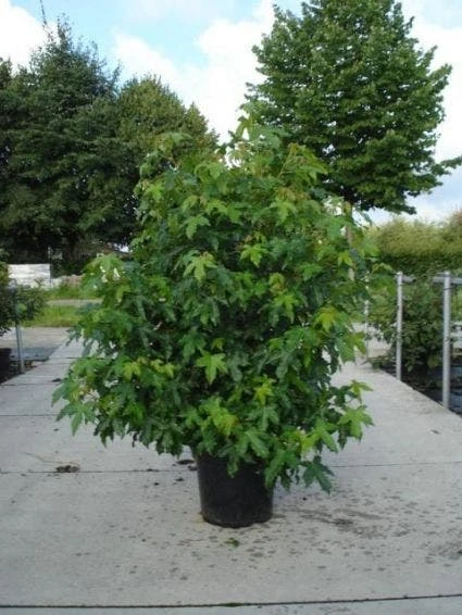 Amberboom Als Struik (Liquidambar Styraciflua) 3 Amberboom Als Struik (Liquidambar Styraciflua)