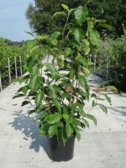 Beverboom (Magnolia Soulangeana) 13 Beverboom (Magnolia Soulangeana) -PlantenPracht Winkel 20130214140530 10