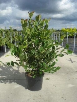 Stermagnolia (Magnolia Stellata) -PlantenPracht Winkel 20130214142333 13