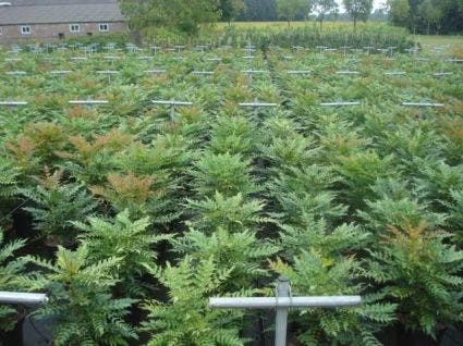 Mahoniestruik (Mahonia Media 'Winter Sun') 5 Mahoniestruik (Mahonia Media 'Winter Sun') - Afbeelding 3