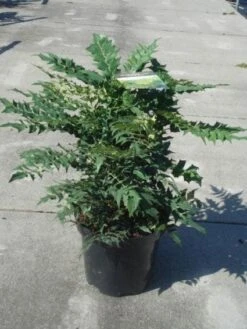 Mahoniestruik (Mahonia Media 'Winter Sun') 16 Mahoniestruik (Mahonia Media 'Winter Sun') -PlantenPracht Winkel 20130214142545 11 1