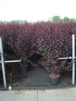 Rode Kerspruim Als Struik (Prunus Cerasifera 'Nigra') 14 Rode Kerspruim Als Struik (Prunus Cerasifera 'Nigra') -PlantenPracht Winkel 20130214152249 8