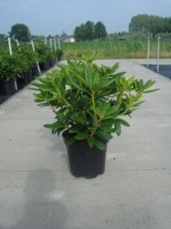 Rhododendron (Rhododendron Catawbiense 'Grandiflorum') -PlantenPracht Winkel 20130214153505 13