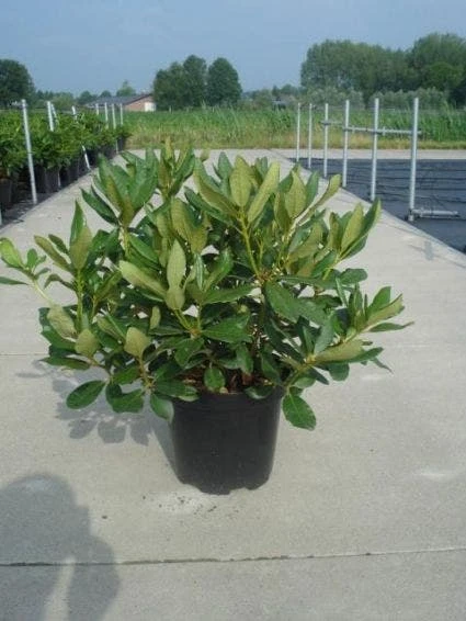 Rhododendron (Rhododendron 'Nova Zembla') 4 Rhododendron (Rhododendron 'Nova Zembla') - Afbeelding 2
