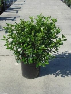 Groenblijvende Sneeuwbal (Viburnum Tinus 'Eve Price') -PlantenPracht Winkel 20130214161553 50 10 2