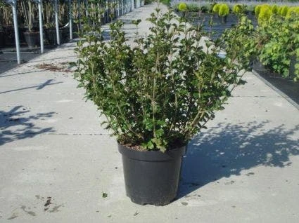 Dwerg Sering (Syringa Meyeri 'Palibin') 7 Dwerg Sering (Syringa Meyeri 'Palibin') - Afbeelding 5