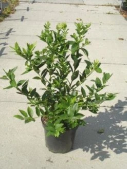 Bosbes (Vaccinium Corymbosum) 6 Bosbes (Vaccinium Corymbosum) -PlantenPracht Winkel 20130215091028 2