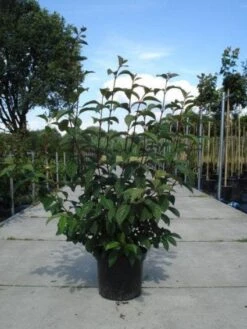 Sneeuwbal (Viburnum Bodnantense 'Dawn') -PlantenPracht Winkel 20130215094907 35 7 3