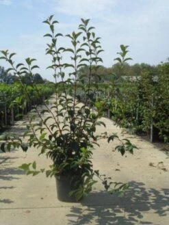 Sneeuwbal (Viburnum Bodnantense 'Charles Lamont') -PlantenPracht Winkel 20130215095158 4