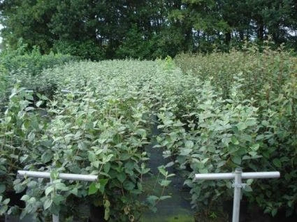 Sneeuwbal (Viburnum Carlcephalum) 5 Sneeuwbal (Viburnum Carlcephalum) - Afbeelding 3