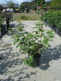 Sneeuwbal (Viburnum Opulus 'Roseum') -PlantenPracht Winkel 20130215100016 9