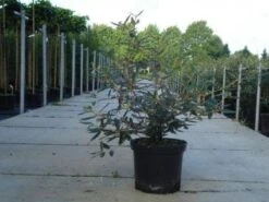 Sneeuwbal (Viburnum Bodnantense 'Dawn') -PlantenPracht Winkel 20130215100739 1 2