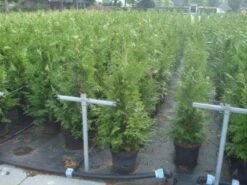 Reuzenlevensboom (Thuja Plicata 'Excelsa') -PlantenPracht Winkel 20130215102918 9 1