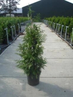 Reuzenlevensboom (Thuja Plicata 'Excelsa') -PlantenPracht Winkel 20130215102927 9