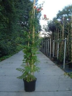 Trompetbloem (Campsis Tagliabuana 'Mme Galen') -PlantenPracht Winkel 20130215104653 9 1