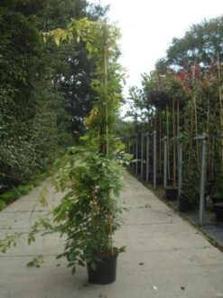 Blauwe Regen (Wisteria Sinensis) -PlantenPracht Winkel 20130215105427 13 1