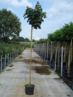 Bolesdoorn (Acer Platanoides 'Globosum') -PlantenPracht Winkel 20130215113320 22