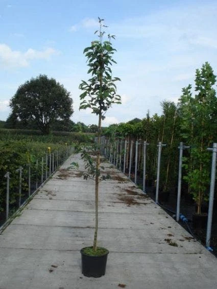 Krentenboom (Amelanchier Arborea 'Robin Hill') 5 Krentenboom (Amelanchier Arborea 'Robin Hill') - Afbeelding 3