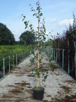 Witte Berk (Betula Utilis 'Doorenbos') -PlantenPracht Winkel 20130215114133 14
