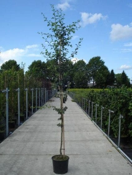 Rode Meidoorn (Crataegus Laevigata 'Paul's Scarlet') 5 Rode Meidoorn (Crataegus Laevigata 'Paul's Scarlet') - Afbeelding 3